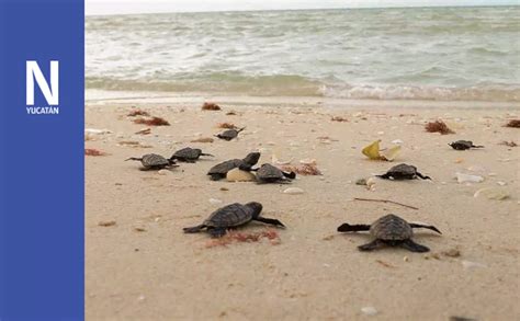 Liberan Cr As De Tortuga En La Playa De Sisal