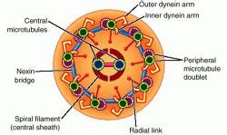 microtubule-organizing center - meddic