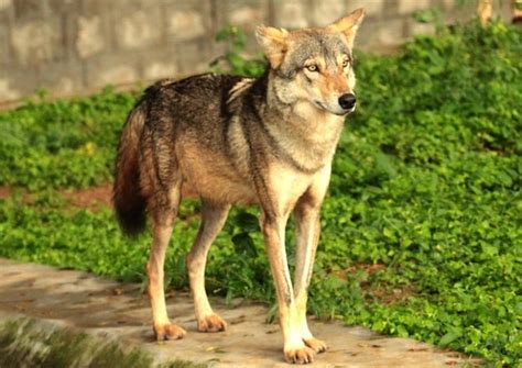 indian wolf wolf facts  information