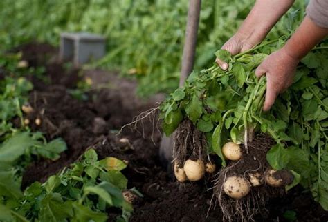 Récolter les pommes de terre Gamm vert