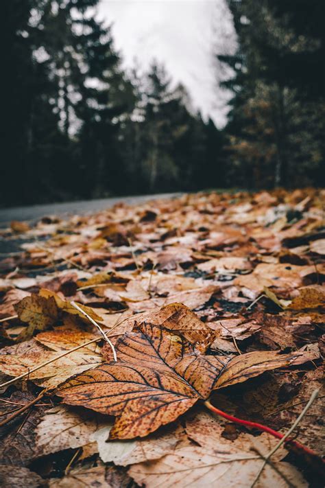 Foliage Leaves Dry Fallen Autumn Hd Phone Wallpaper Peakpx