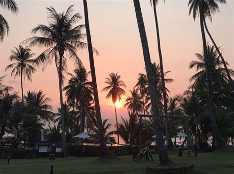 The Sun Is Setting Behind Some Palm Trees