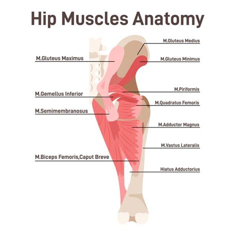 Hip Muscles Anatomy Hip Anatomy Muscle Anatomy Body Anatomy Hip