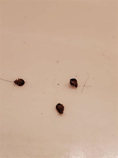 I Found A Dead Bed Bug In My Bathroom - Bathroom Poster