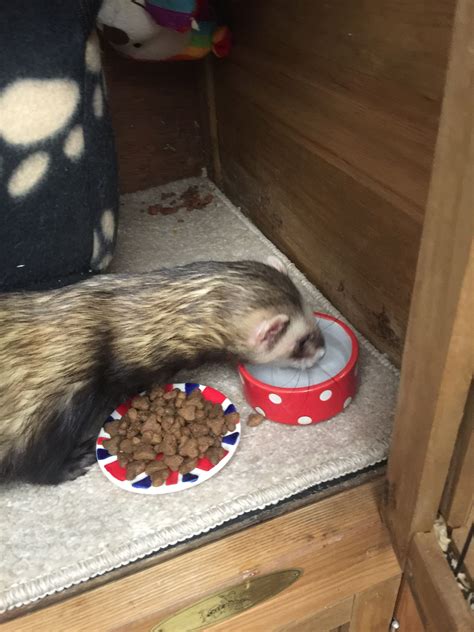 Cute Ferret Eating From A Red Bowl