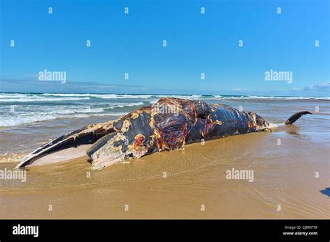 Dead Whale Carcass Rotting On Beach Stock Photo Alamy