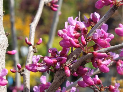 Chinesischer Judasbaum Avondale Cercis Chinensis Avondale