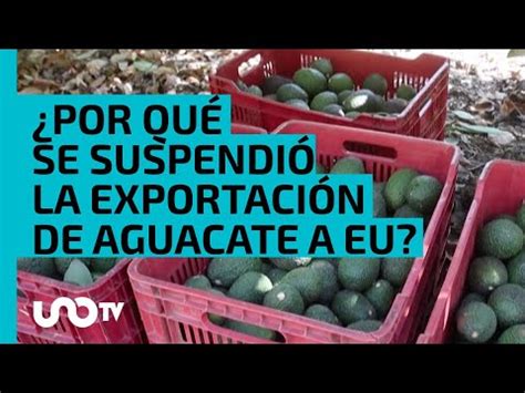 Por Qu Se Suspendi La Exportaci N De Aguacate De Michoac N A Estados