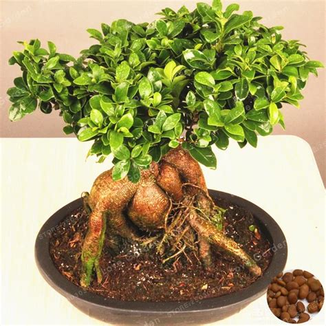 Aliexpress Buy 20 Pcs Chinese Rare Ficus Microcarpa Tree Bonsai