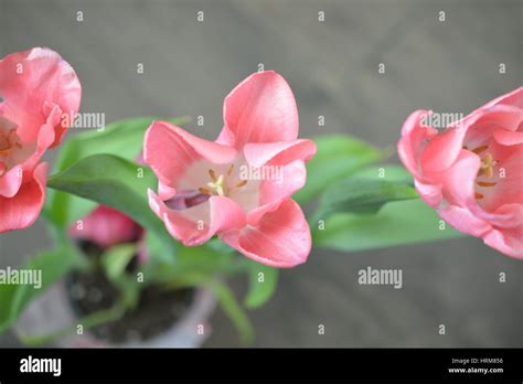 Three Pink Tulips Shown Up Close Stock Photo Alamy