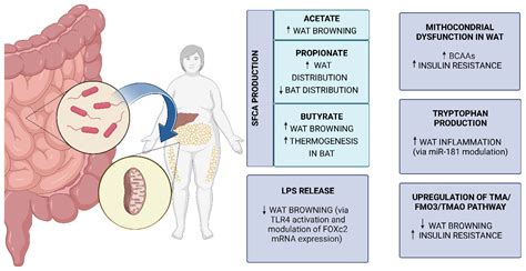 Nutrients Free Full Text The Crosstalk Between Gut Microbiota And