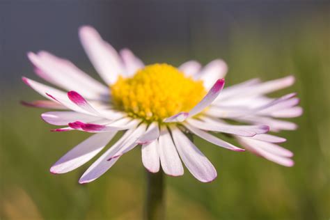 Close Up Photo Of Pink Petaled Flower Hd Wallpaper Wallpaper Flare