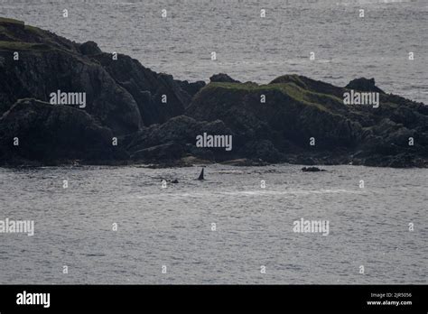 Orca Or Killer Whale Orcinus Orca Pod In The Bay Of Scousburgh