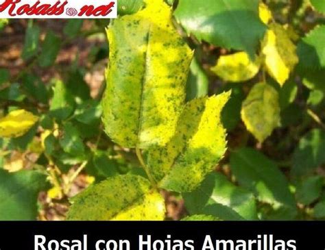 Remedios Caseros Para Revivir Las Hojas Amarillas De Los Rosales