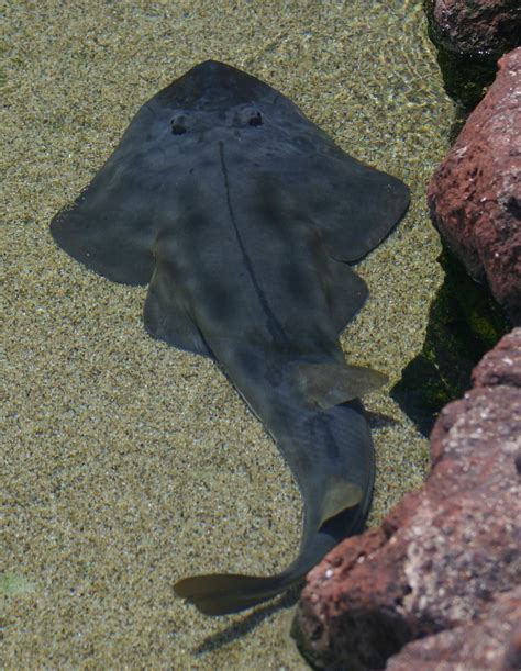 Fish That Look Like Sharks