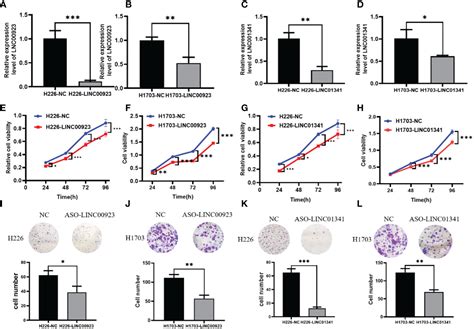 Frontiers Identification Of Prognosis Related Lncrnas And Cell