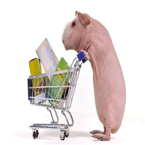 Guinea Pig Shopping Cart Ubicaciondepersonas Cdmx Gob Mx