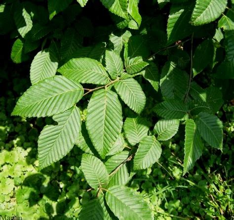 European Hornbeam - North American Insects & Spiders