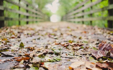 Wallpaper Sunlight Forest Fall Leaves Depth Of Field Garden