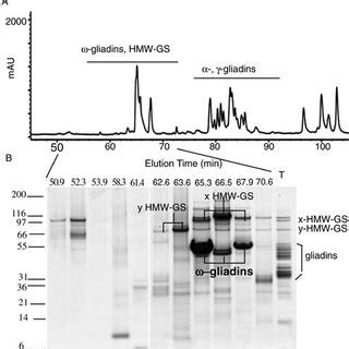 A RP HPLC Analysis Of The Proteins Extracted With 50 Propanol From