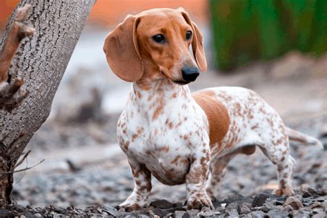 Piebald Dachshund Temperament Health Costs And Pictures