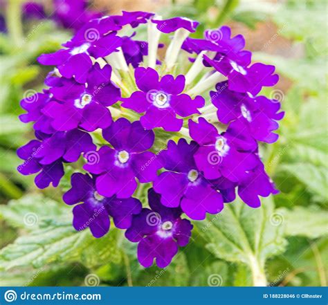 Closeup Purple Lascar Black Velvet Verbena Stock Photo Image Of