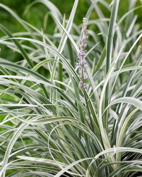 Liriope spicata Gin ryū v spiked lilyturf Gin ryū Grass Like RHS