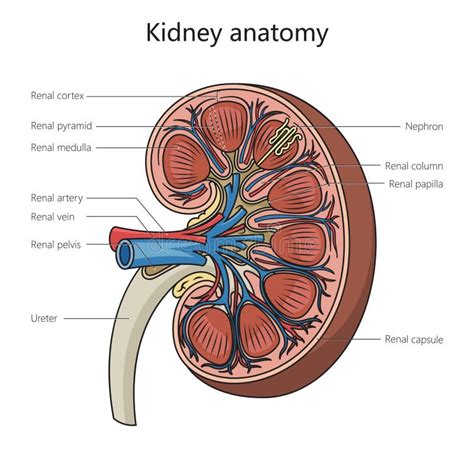 Human Kidney Anatomy Structure Medical Science Stock Illustration - Illustration of body ...