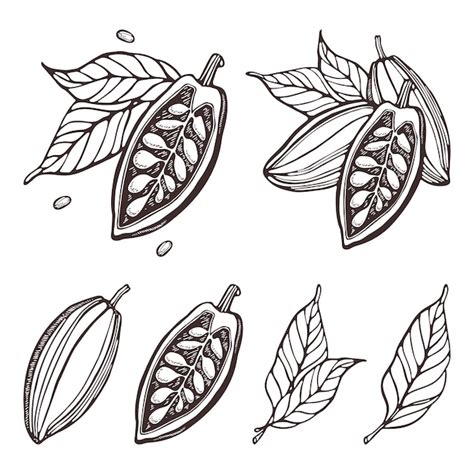 Vectores E Ilustraciones De Cacao Dibujo Para Descargar Gratis Freepik