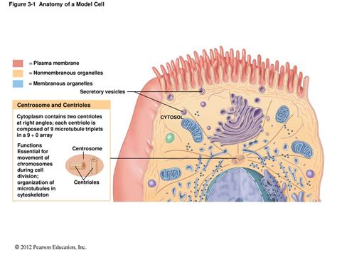 3 The Cellular Level Of Organization Ppt Download