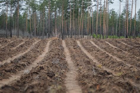 Suelo forestal preparado para la plantación de árboles jóvenes | Foto Premium