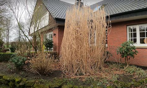 How To Kill Pampas Grass Grass Killer