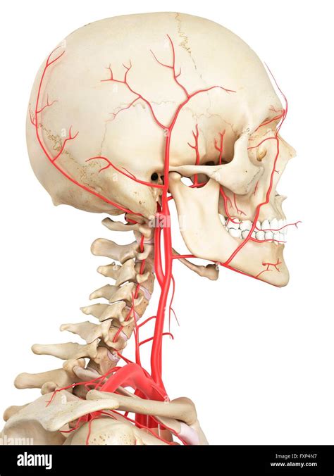 Sistema Vascular Del Cuello Humano Fotos e Imágenes de stock Alamy