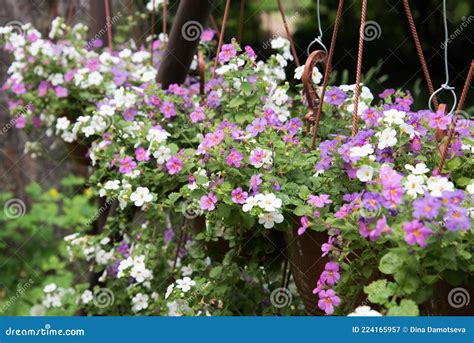 Close Up Of Bacopa Monnieri Flower Also Called Waterhyssop Brahmi