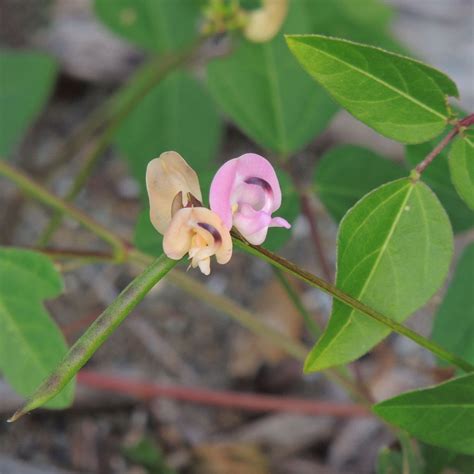 Trailing Fuzzy Bean