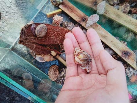 How To Take Care Of Hermit Crabs Habitat And Feeding Tips