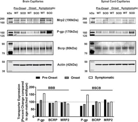 P Gp Bcrp And Mrp Protein Expression In Brain And Spinal Cord