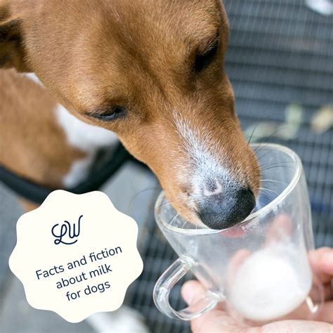 how to get my dog to drink