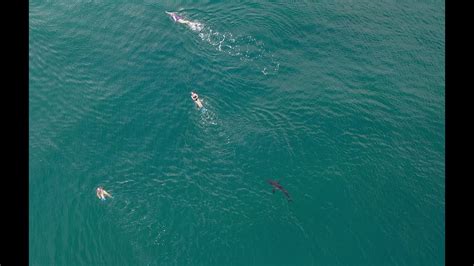 Great White Shark Del Mar Follows Swimmers Youtube