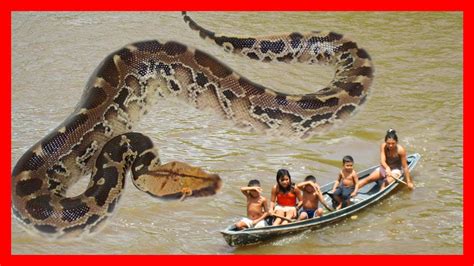 Serpientes Gigantes Las Serpientes M S Grandes Del Mundo Anaconda