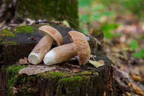 Several Boletus Mushroom In The Wild Porcini Mushroom Boletus Aereus