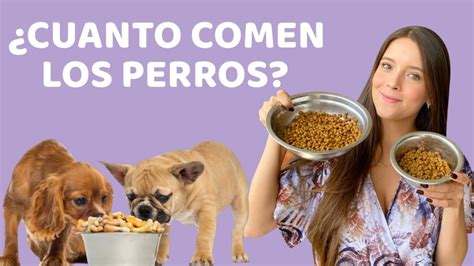 Gu A Completa De Alimentaci N Para Cachorros Seg N Su Edad