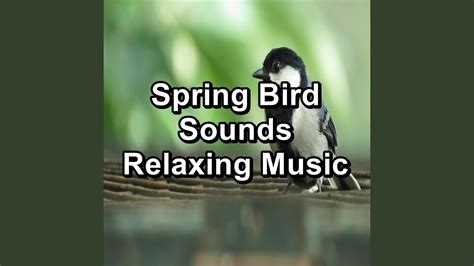 Rest Bird Sounds For Studying To Repeat The Whole Night Youtube