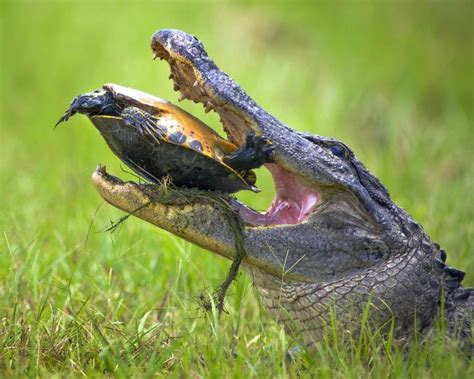 Difficile Farcela Con Un Coccodrillo Che Ha Deciso Di Mangiare Ci