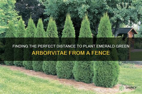 Finding The Perfect Distance To Plant Emerald Green Arborvitae From A