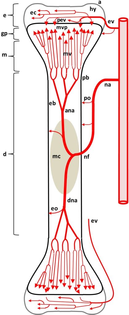 Diagram Depicting The Arterial Supply To A Growing Leg Open I