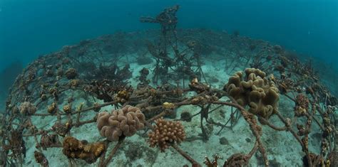 Artificial Reefs What Works And What Doesnt