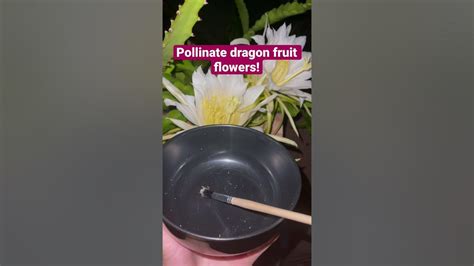 How To Hand Pollinate Dragon Fruit Youtube