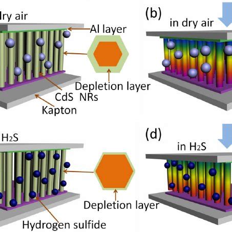 A Sem Image Of Cds Nanorod Arrays Grown On Ti Foil In A Top View The