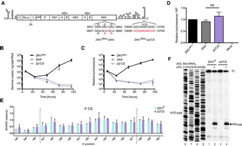 Genome Circularization Is Required For Zikv Replication A Schematic